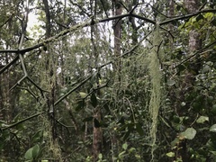 Usnea barbata