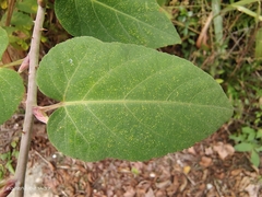Rubus corchorifolius