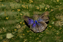 Hypolycaena liara