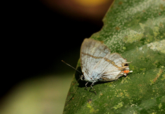 Hypolycaena liara