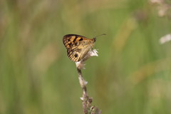 Heteronympha cordace