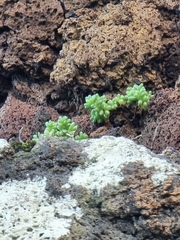 Sedum brissemoretii