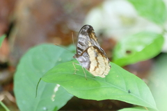 Cynandra opis