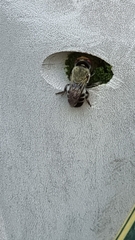 Megachilini
