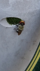 Megachilini