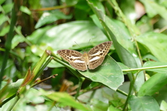 Adoliadini