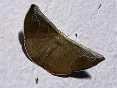 Polla celeraria