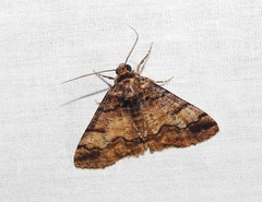 Cryphaea xylina