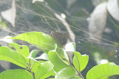 Charaxes