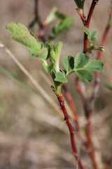 Rosa arkansana