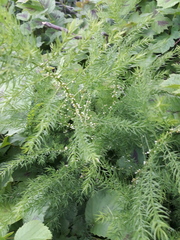 Asparagus schoberioides