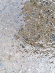 Hydrochara affinis