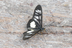 Acraea parrhasia