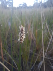 Eleocharis acuta