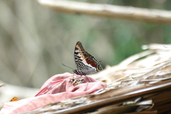 Charaxes castor