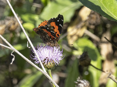 Vanessa vulcania