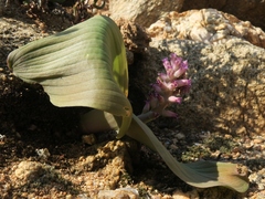 Lachenalia carnosa