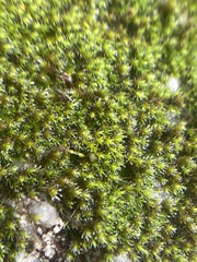 Campylopus introflexus