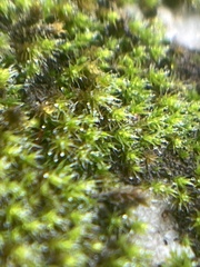 Campylopus introflexus