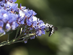 Thyreus histrionicus