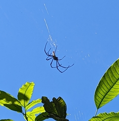 Nephila