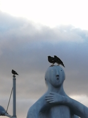 Acridotheres tristis