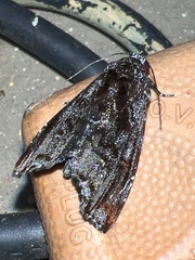 Vespola