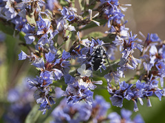 Thyreus histrionicus