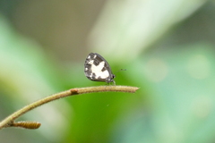 Falcuna margarita