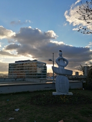 Acridotheres tristis