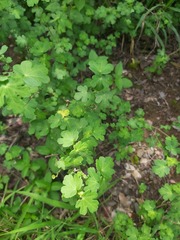 Pavonia dregei