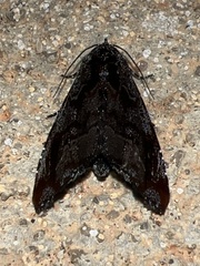 Vespola