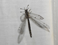 Bandidus canifrons