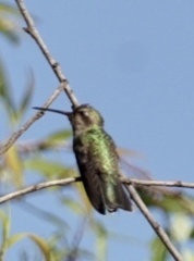 Cynanthus latirostris