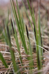 Carex pensylvanica
