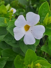 Thunbergia natalensis