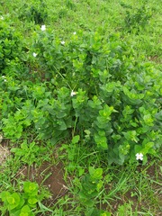 Thunbergia natalensis