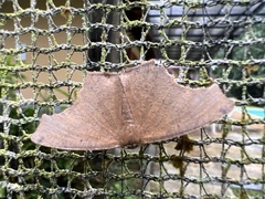 Eutomopepla