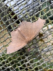 Eutomopepla