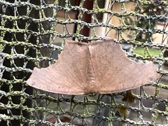 Eutomopepla