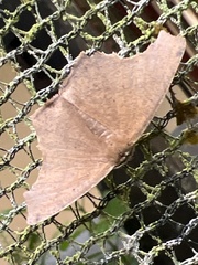 Eutomopepla