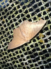 Eutomopepla