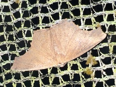 Eutomopepla