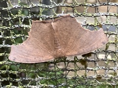 Eutomopepla