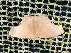 Eutomopepla