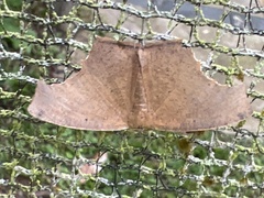 Eutomopepla