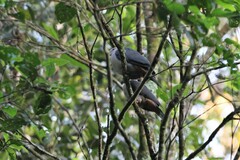 Ducula lacernulata