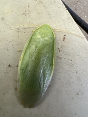 Panchlora