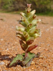 Lachenalia undulata