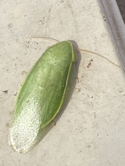 Panchlora
